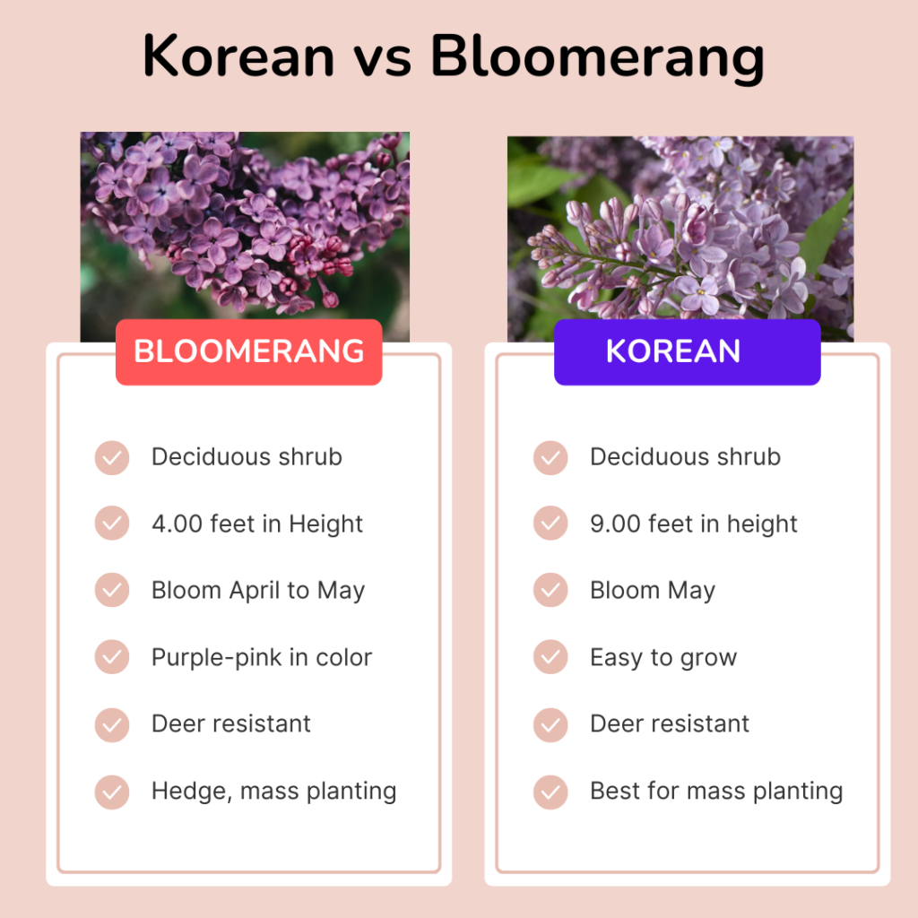 korean lilac vs bloomrang lilac